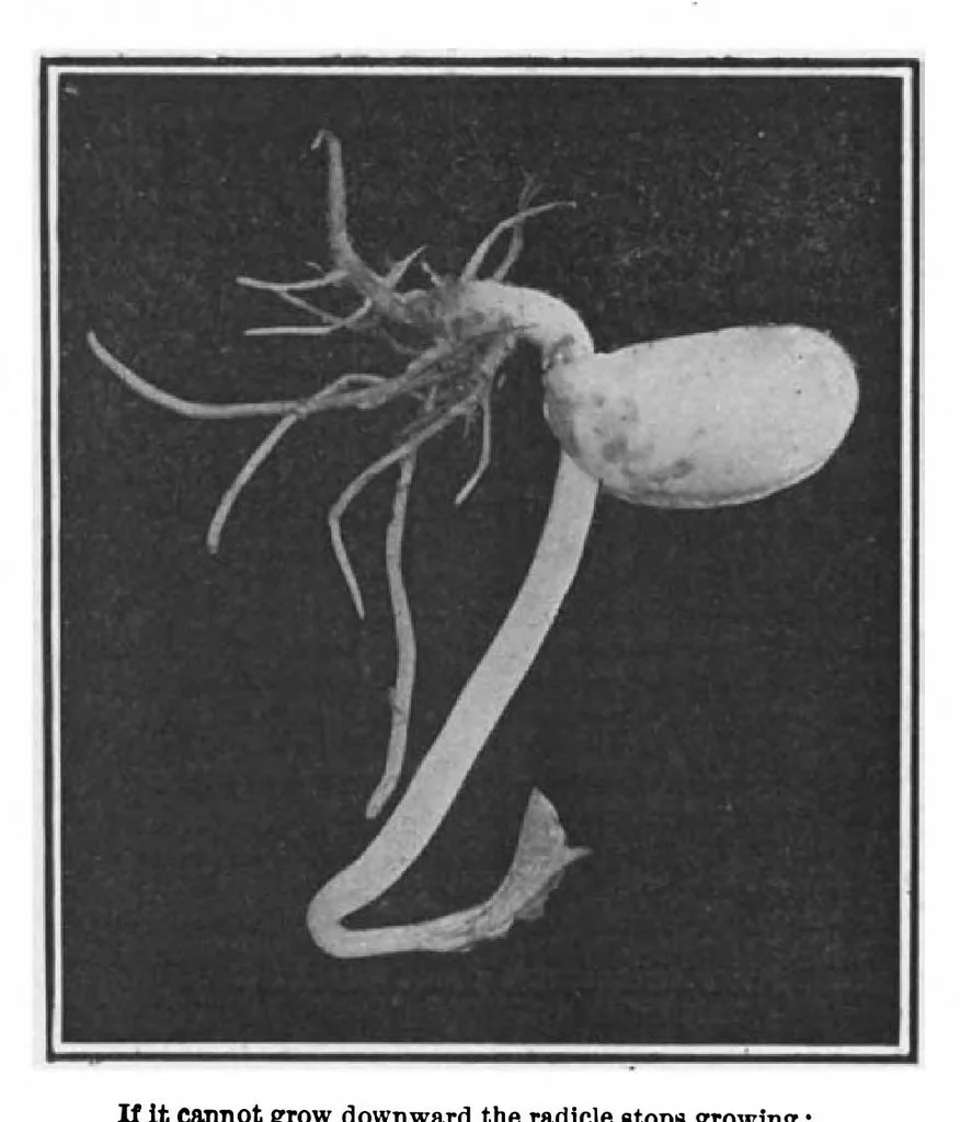 An illustration from Scientific American, Vol. 99, No. 8 (August 1908), 1908, leaf 10