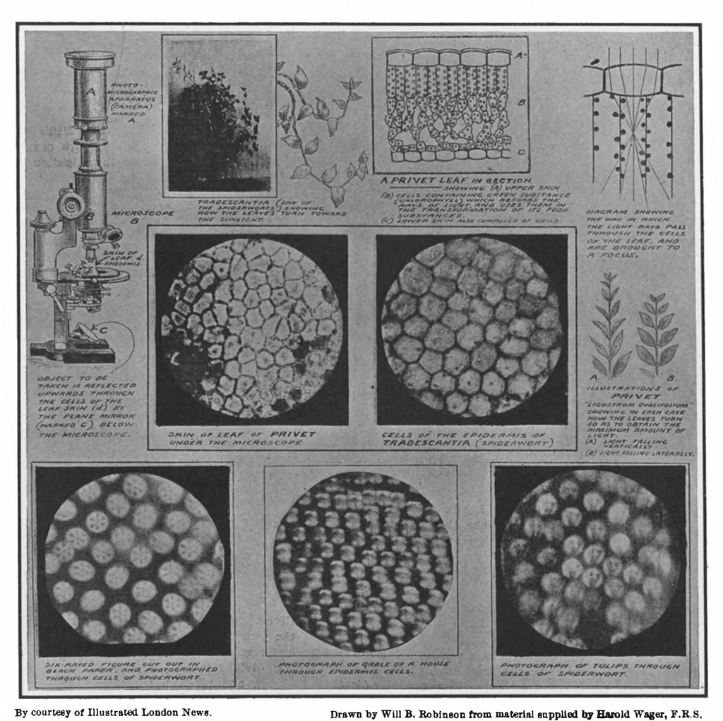 An illustration from Scientific American, Vol. 99, No. 16 (October 1908), 1908, leaf 3