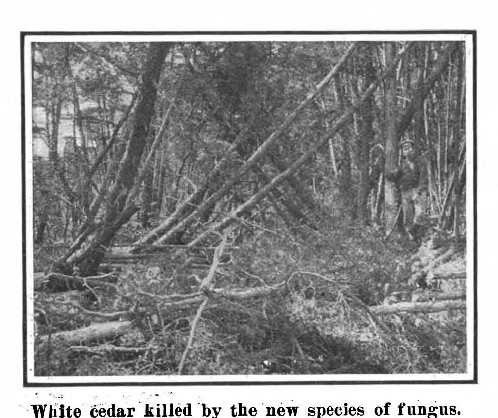 An illustration from Scientific American, Vol. 99, No. 25 (December 1908), 1908, leaf 9