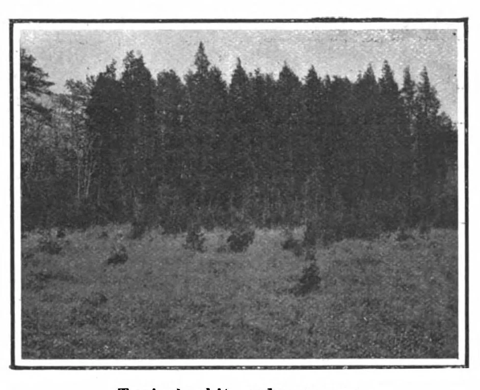 An illustration from Scientific American, Vol. 99, No. 25 (December 1908), 1908, leaf 9
