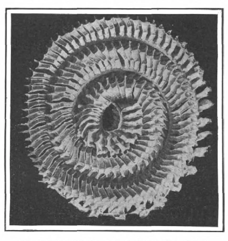 An illustration from Scientific American, Vol. 100, No. 4 (January 1909), 1909, leaf 10
