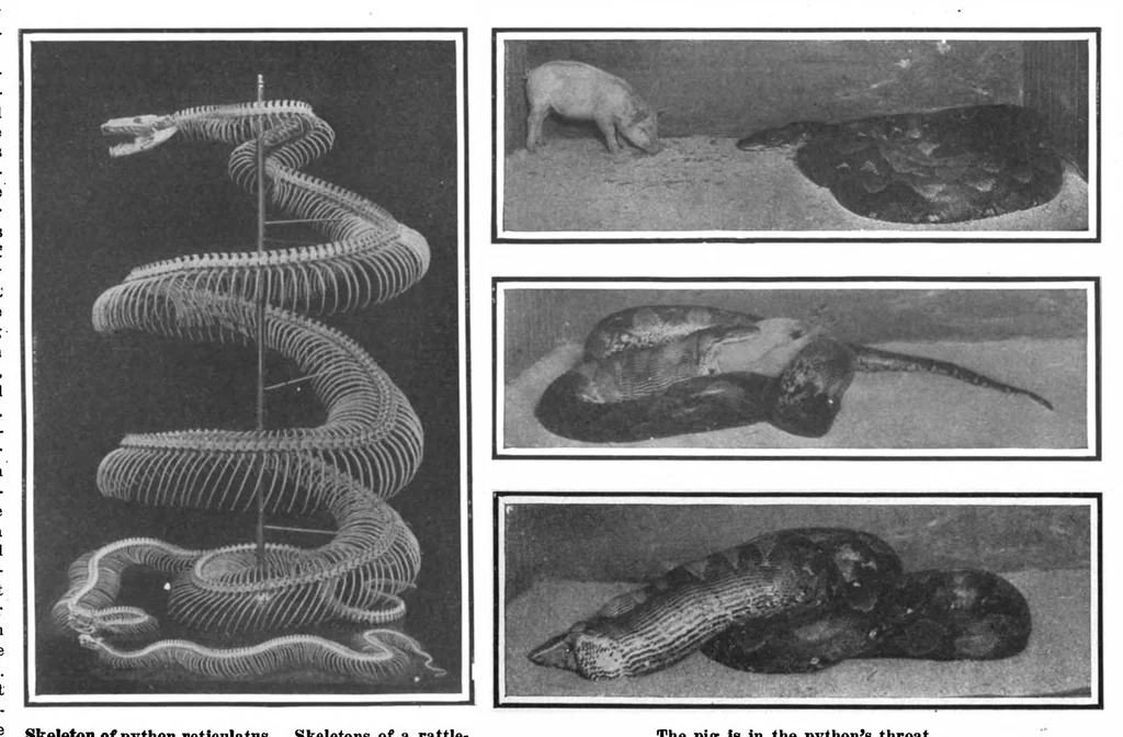 An illustration from Scientific American, Vol. 100, No. 15 (April 1909), 1909, leaf 4