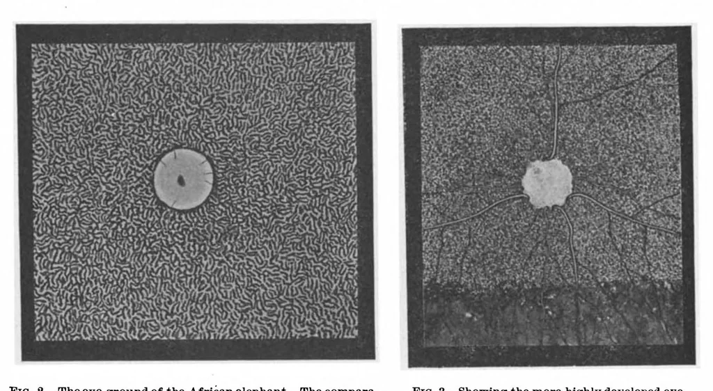An illustration from Scientific American, Vol. 100, No. 16 (April 1909), 1909, leaf 4