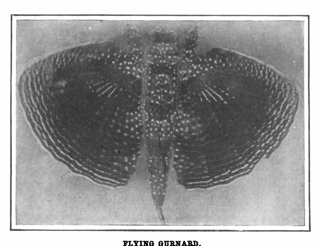An illustration from Scientific American, Vol. 100, No. 21 (May 1909), 1909, leaf 10