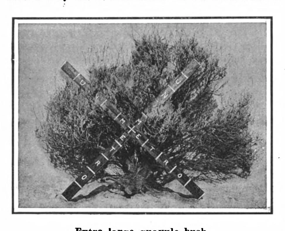 An illustration from Scientific American, Vol. 101, No. 2 (July 1909), 1909, leaf 3