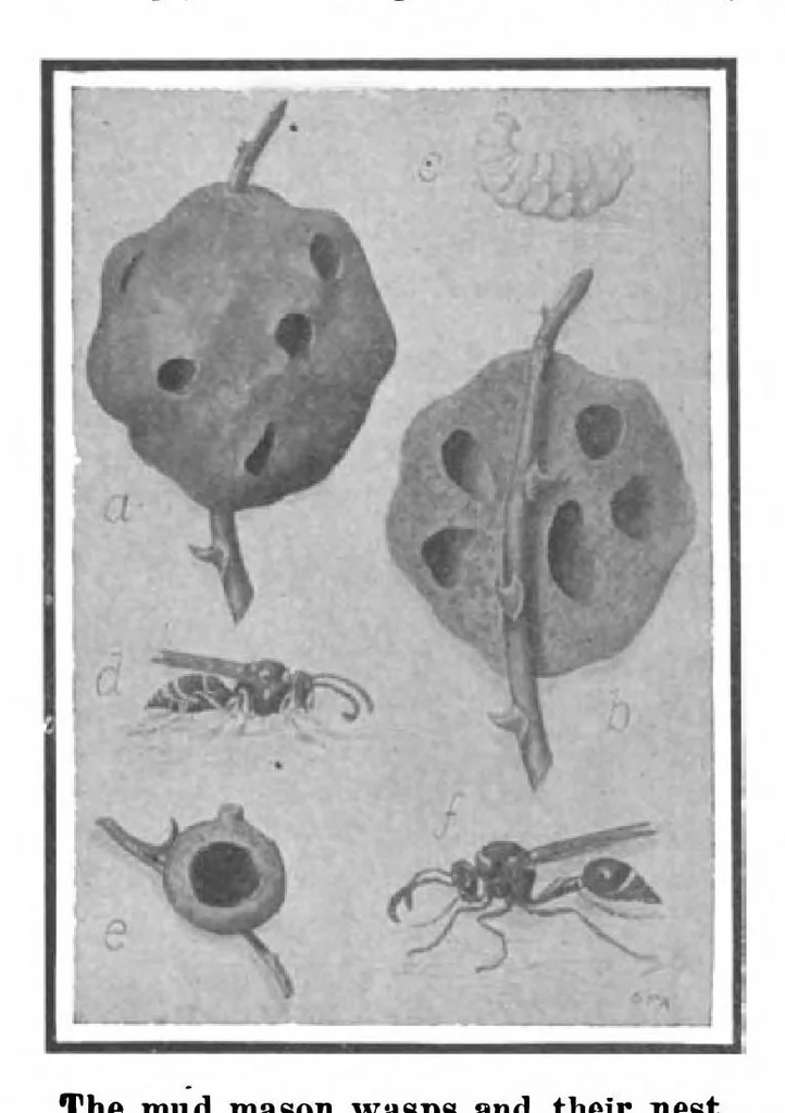 An illustration from Scientific American, Vol. 101, No. 6 (August 1909), 1909, leaf 9