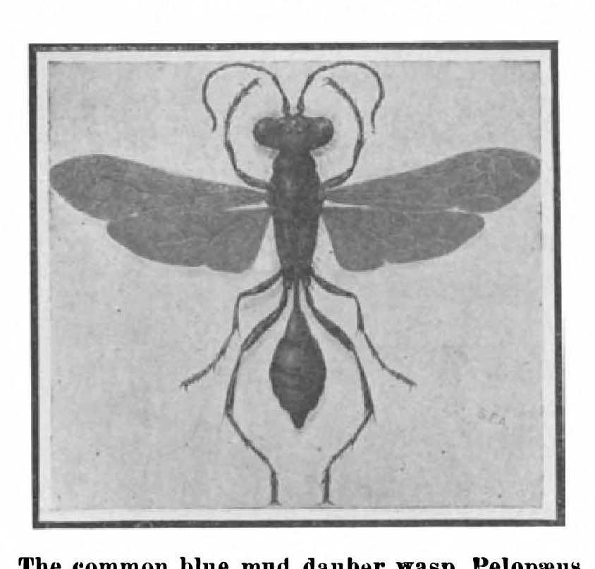 An illustration from Scientific American, Vol. 101, No. 6 (August 1909), 1909, leaf 9