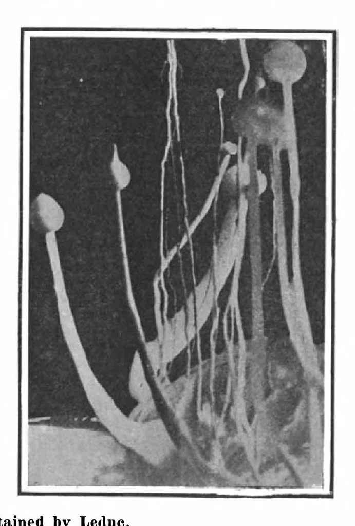 An illustration from Scientific American, Vol. 101, No. 7 (August 1909), 1909, leaf 4