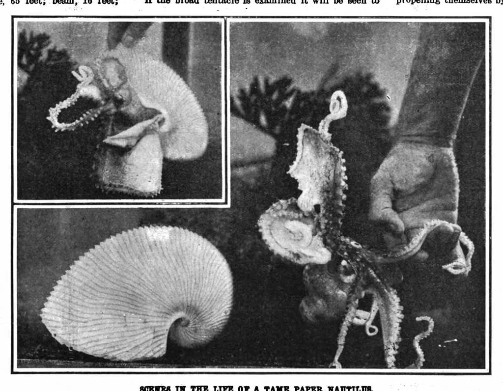 An illustration from Scientific American, Vol. 101, No. 16 (October 1909), 1909, leaf 10