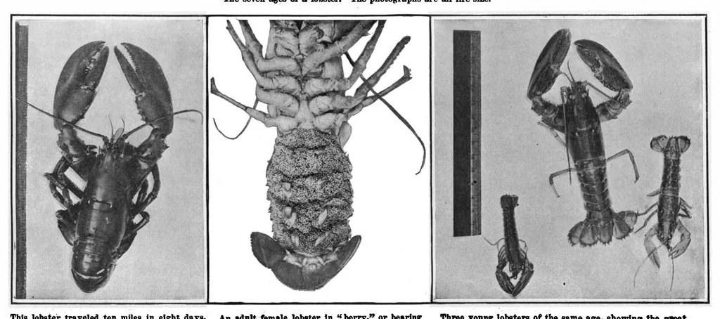 An illustration from Scientific American, Vol. 101, No. 16 (October 1909), 1909, leaf 4