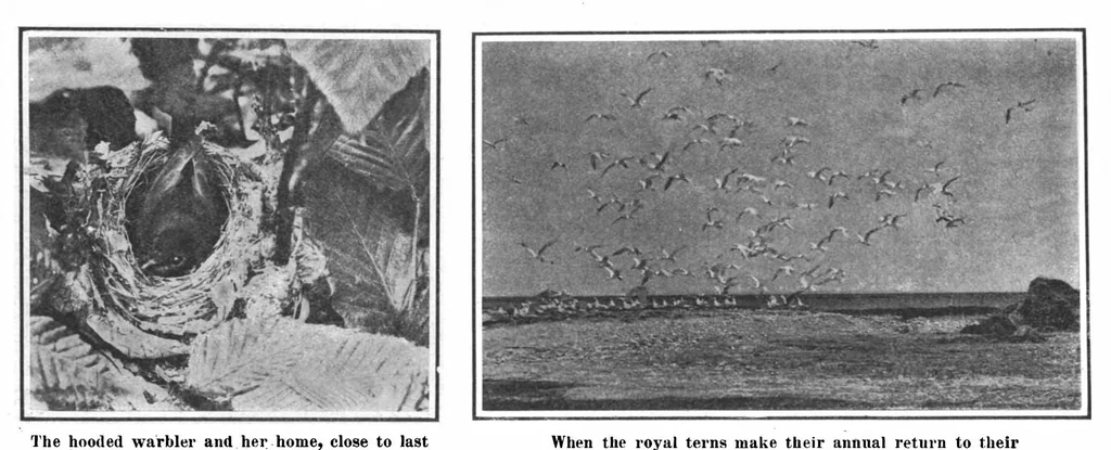 An illustration from Scientific American, Vol. 101, No. 19 (November 1909), 1909, leaf 10