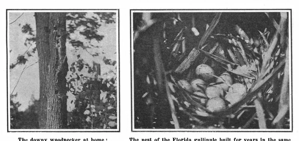 An illustration from Scientific American, Vol. 101, No. 19 (November 1909), 1909, leaf 10