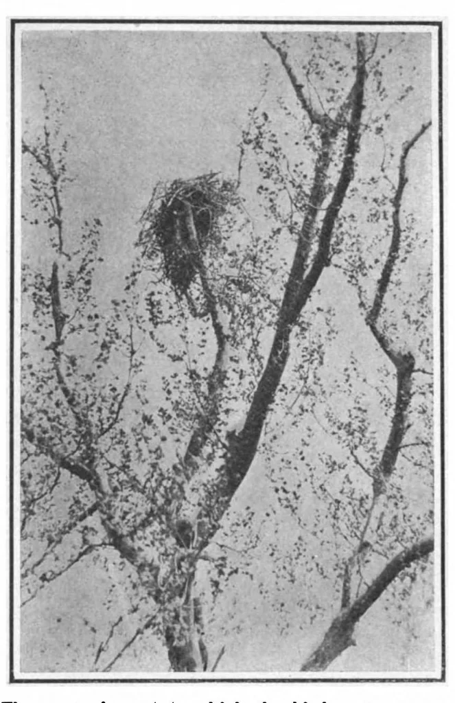 An illustration from Scientific American, Vol. 101, No. 19 (November 1909), 1909, leaf 10