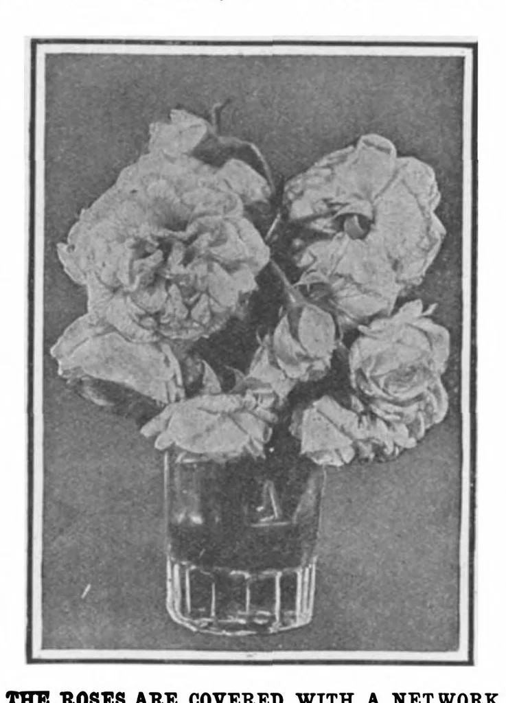 An illustration from Scientific American, Vol. 101, No. 22 (November 1909), 1909, leaf 11