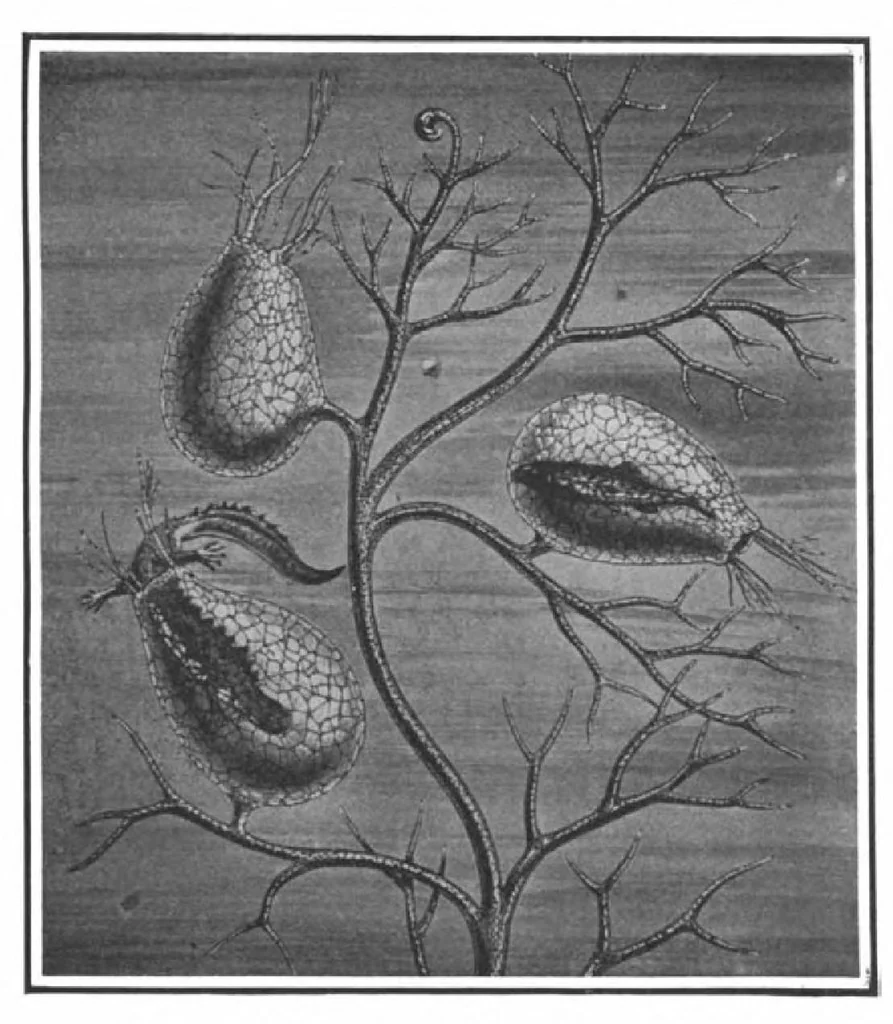 An illustration from Scientific American, Vol. 101, No. 25 (December 1909), 1909, leaf 8