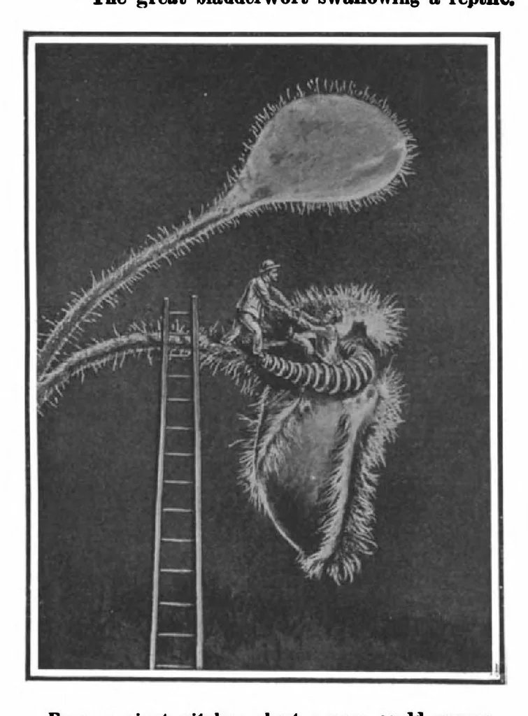 An illustration from Scientific American, Vol. 101, No. 25 (December 1909), 1909, leaf 8