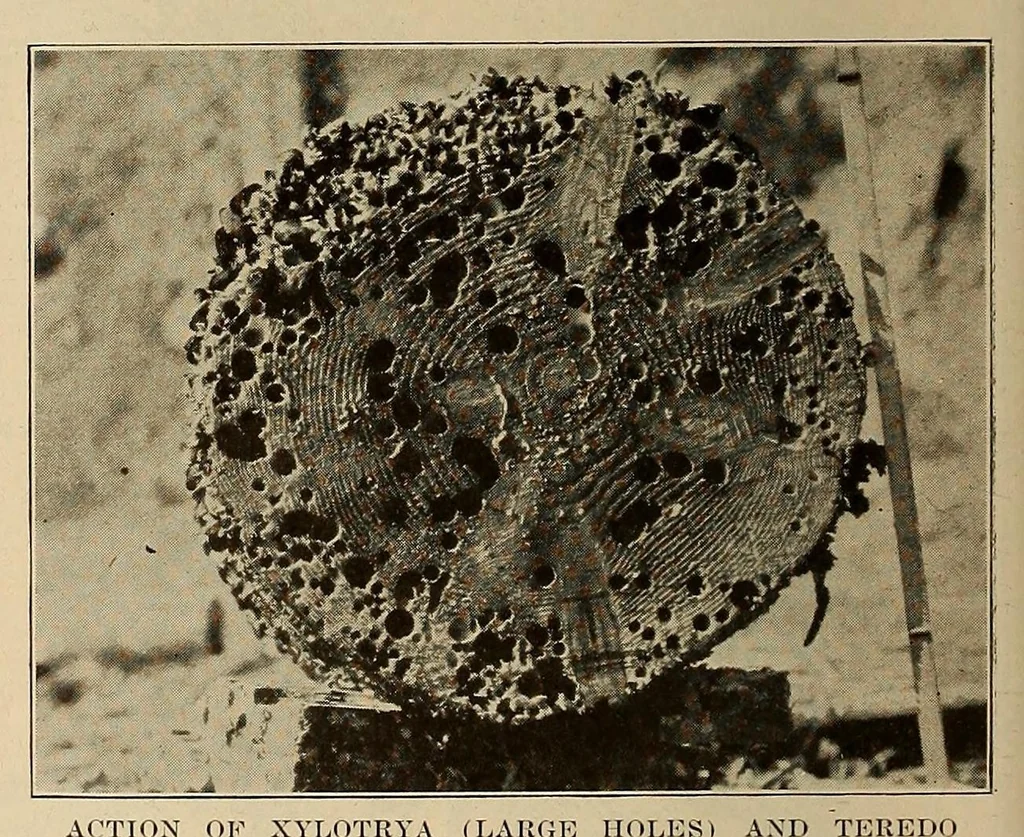 An illustration from Scientific American monthly, 1920, leaf 474