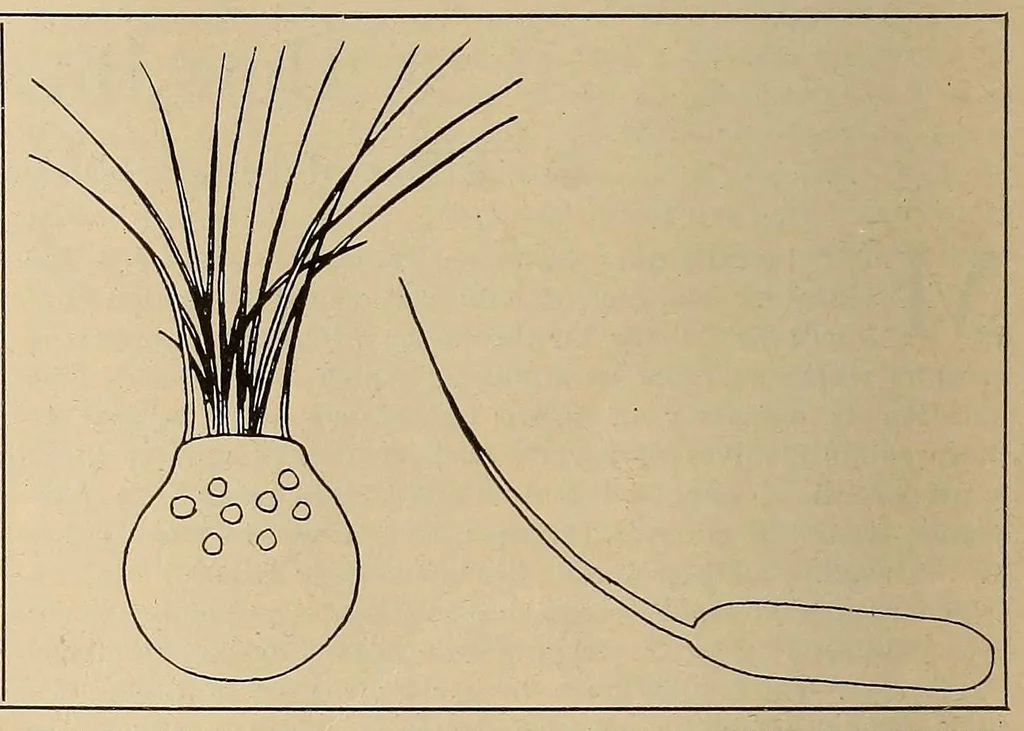 An illustration from Scientific American monthly, 1920, leaf 544