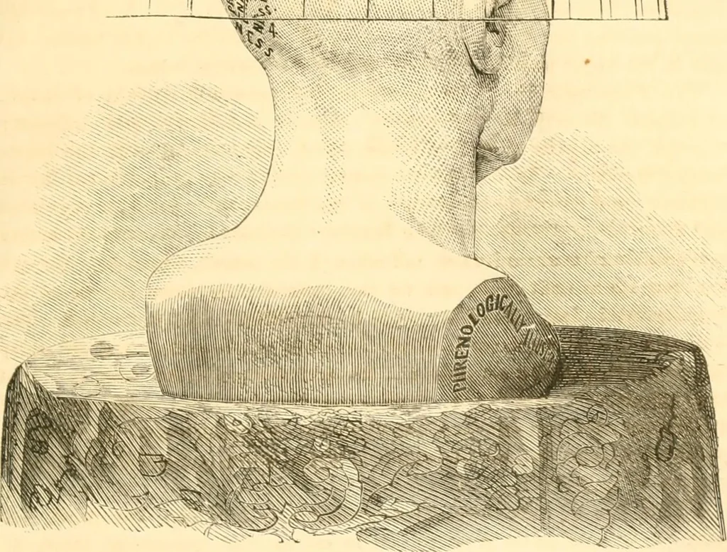 An illustration from The scientific basis of education demonstrated. By an analysis of the temperaments and of phrenological facts, in connection with mental phenomena and the office of the Holy Spirit in the processes of the mind: in a series of letters, to the Department of public instruction in the city of New York, by John Hecker, 1867, leaf 58