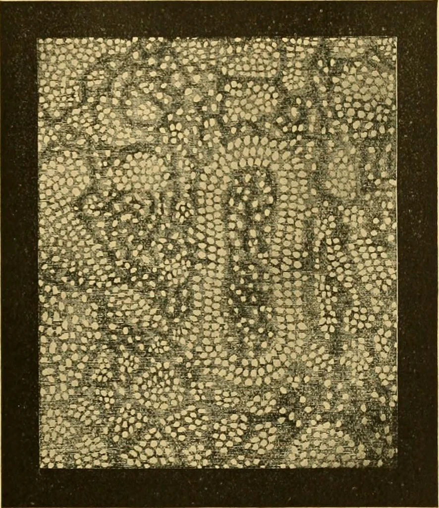 An illustration from The scientific papers of Sir William Huggins, 1909, leaf 334