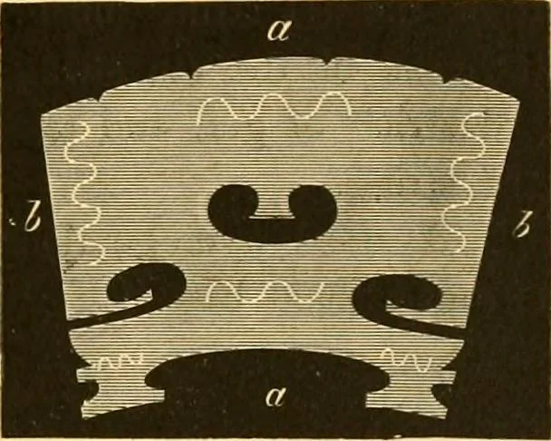An illustration from The scientific papers of Sir William Huggins, 1909, leaf 510