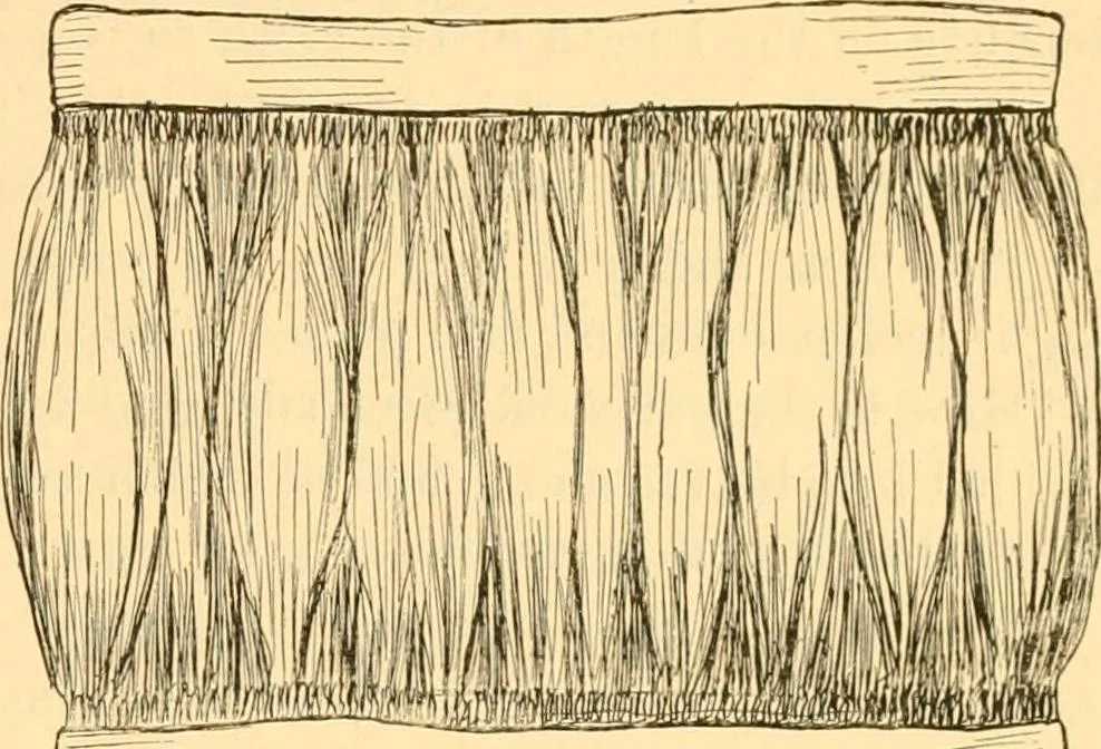 An illustration from Scientific sewing and garment cutting, for use in schools and in the home;, 1898, leaf 72