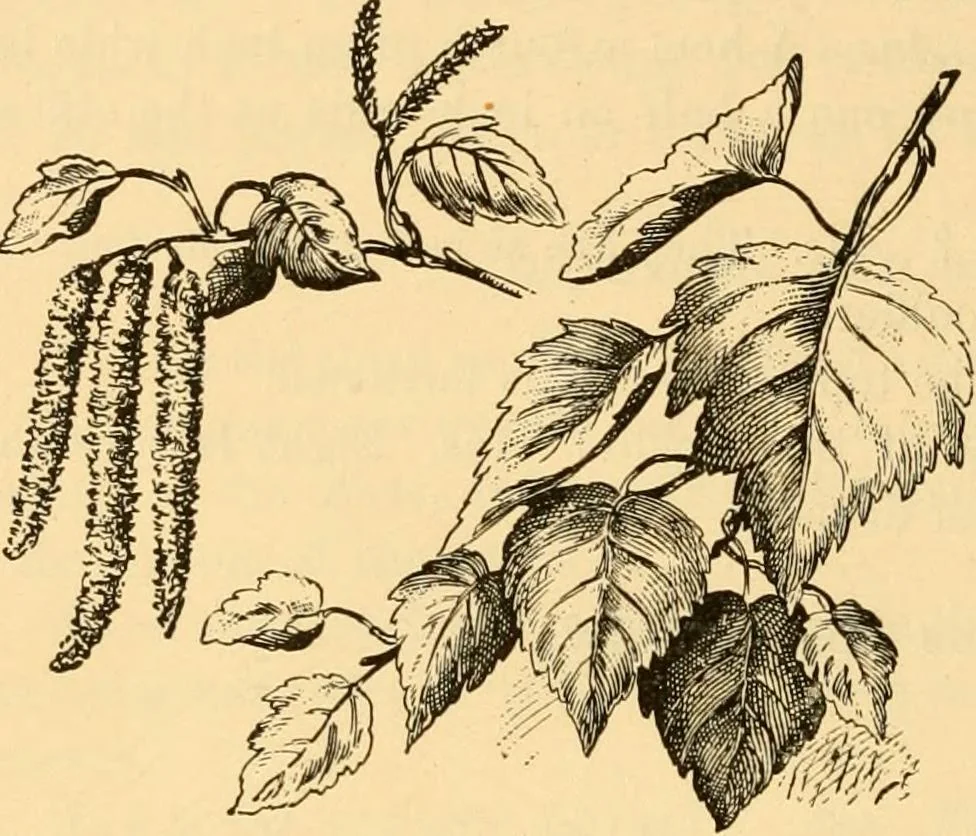 An illustration from Scientific sewing and garment cutting, for use in schools and in the home;, 1898, leaf 79