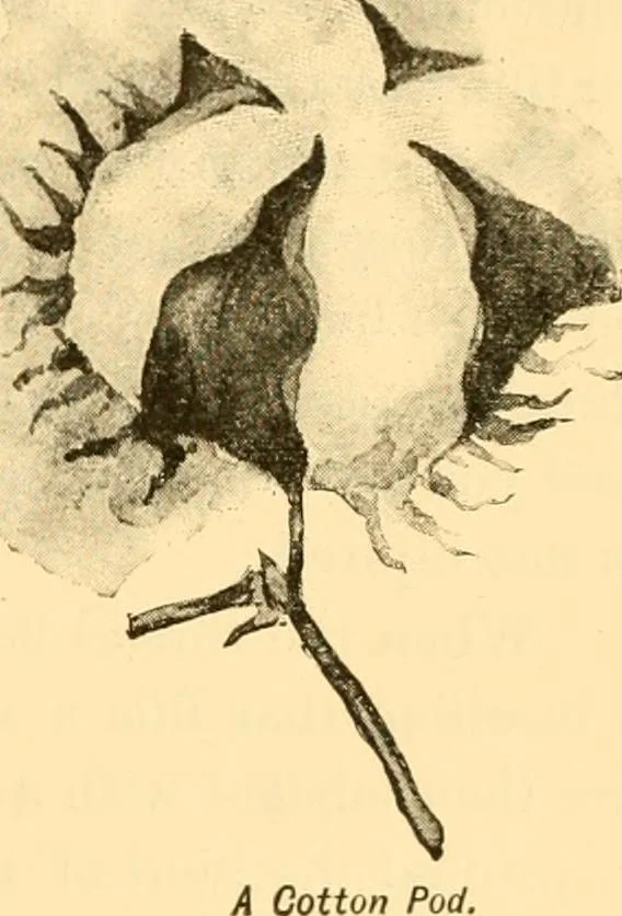 An illustration from Scientific sewing and garment cutting, for use in schools and in the home;, 1898, leaf 80