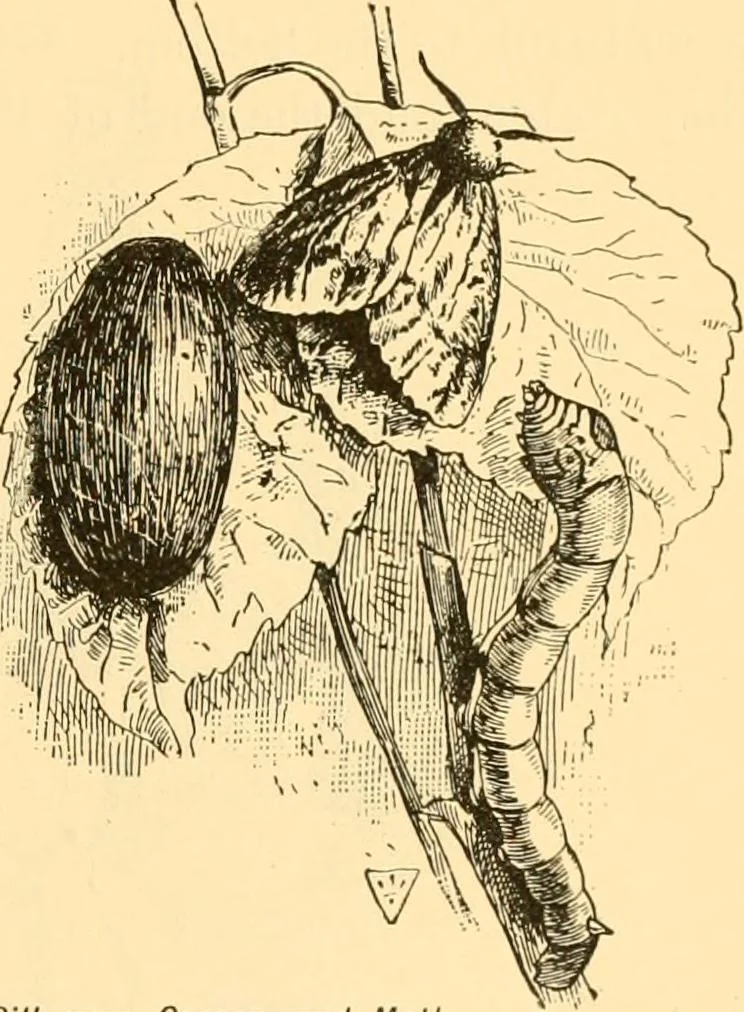 An illustration from Scientific sewing and garment cutting, for use in schools and in the home;, 1898, leaf 96