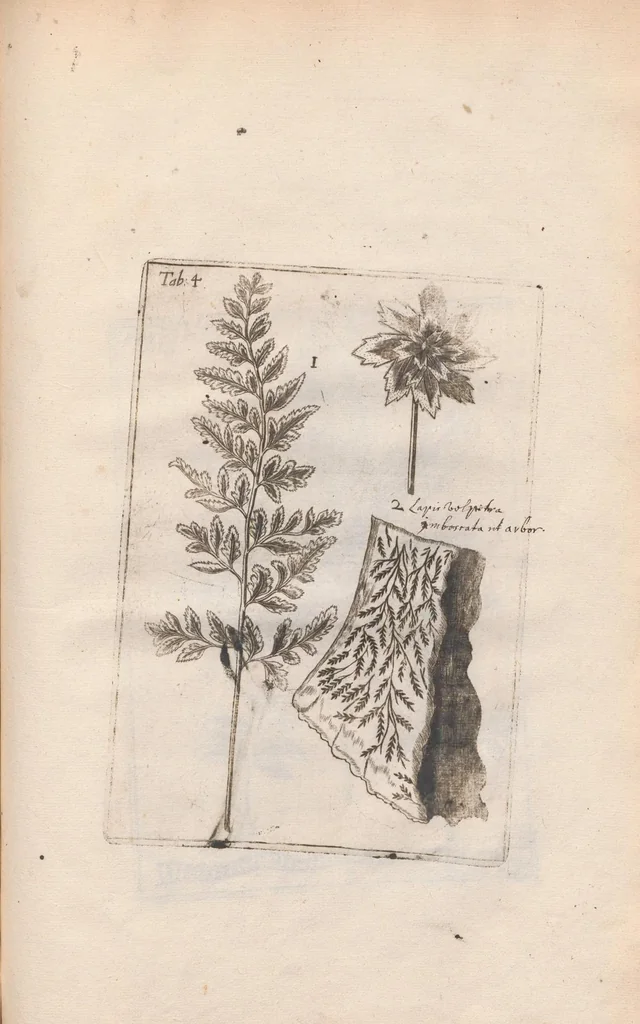 An illustration from Scotia illustrata sive Prodromus historiæ naturalis in quo regionis natura, incolarum ingenia & mores, morbi iisque medendi methodus, & medicina indigena accurratè explicantur ..., 1684, leaf 357
