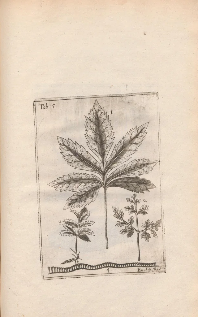 An illustration from Scotia illustrata sive Prodromus historiæ naturalis in quo regionis natura, incolarum ingenia & mores, morbi iisque medendi methodus, & medicina indigena accurratè explicantur ..., 1684, leaf 359