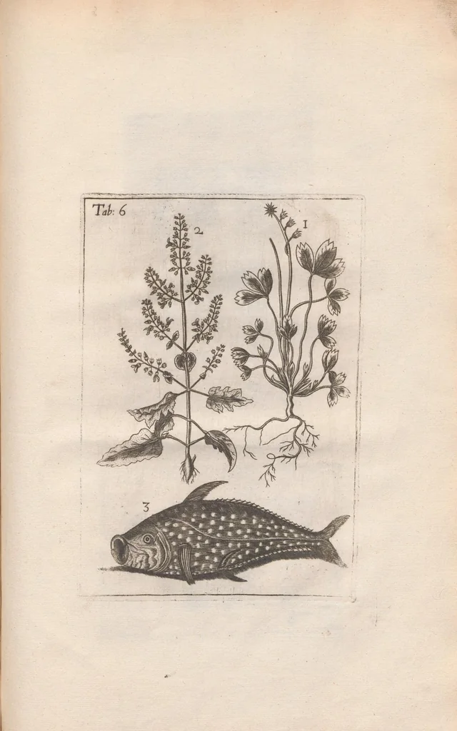 An illustration from Scotia illustrata sive Prodromus historiæ naturalis in quo regionis natura, incolarum ingenia & mores, morbi iisque medendi methodus, & medicina indigena accurratè explicantur ..., 1684, leaf 361