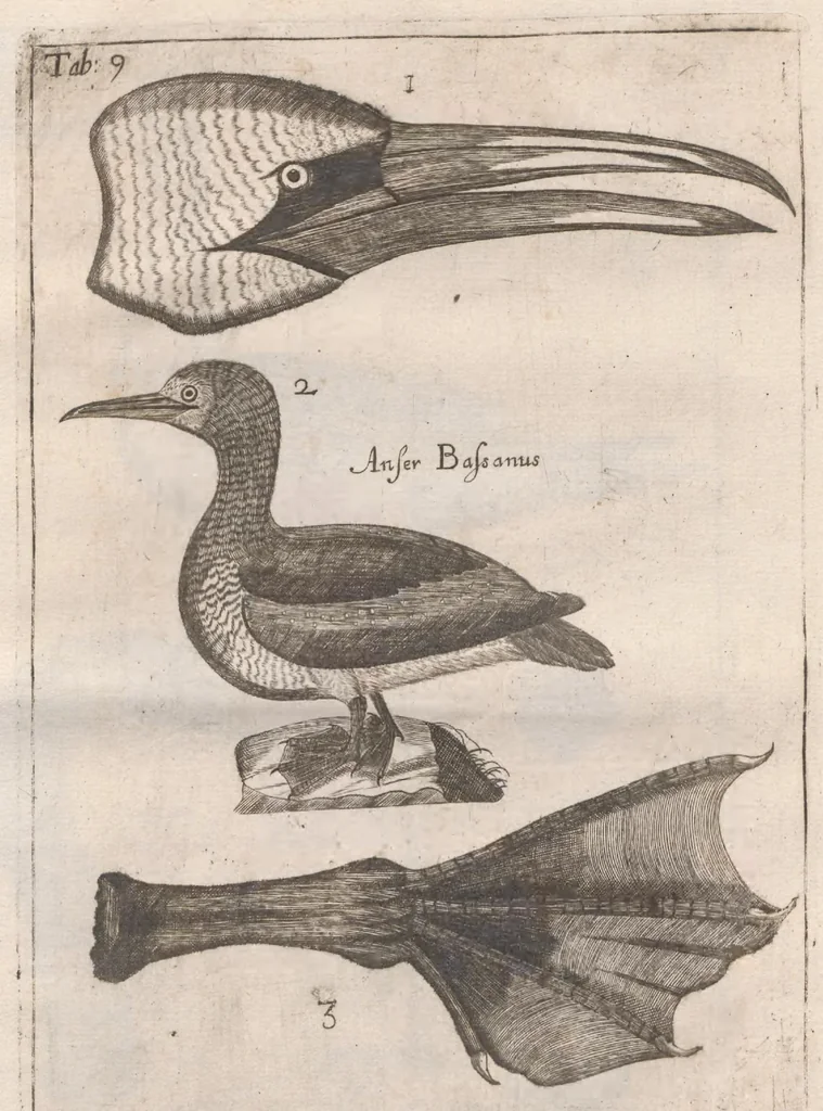 An illustration from Scotia illustrata sive Prodromus historiæ naturalis in quo regionis natura, incolarum ingenia & mores, morbi iisque medendi methodus, & medicina indigena accurratè explicantur ..., 1684, leaf 365