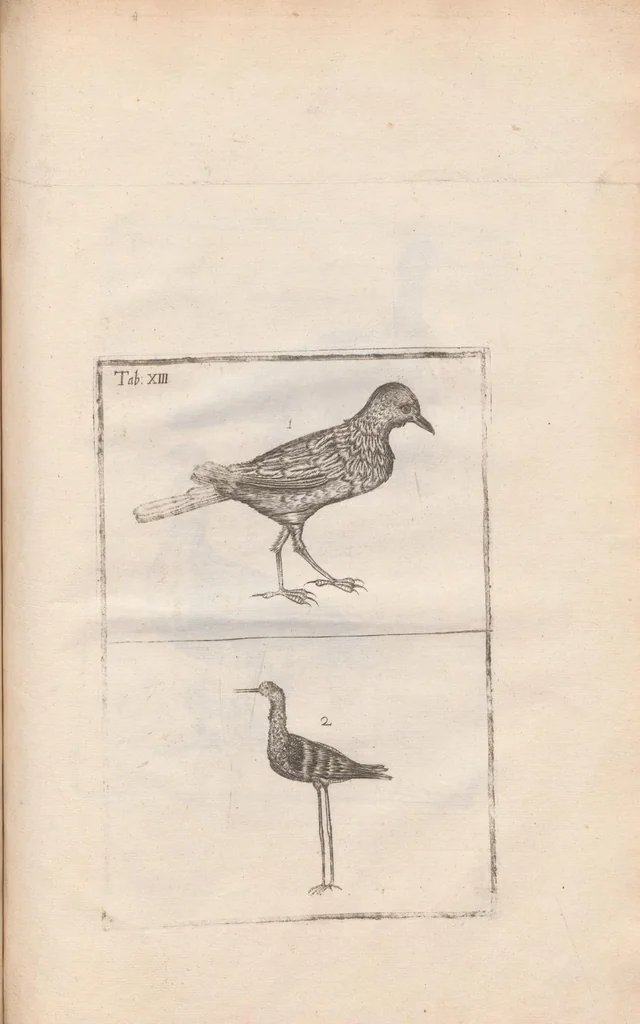 An illustration from Scotia illustrata sive Prodromus historiæ naturalis in quo regionis natura, incolarum ingenia & mores, morbi iisque medendi methodus, & medicina indigena accurratè explicantur ..., 1684, leaf 371