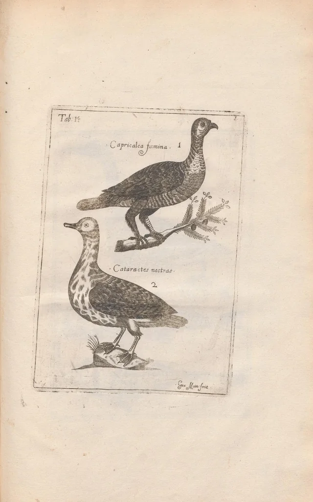 An illustration from Scotia illustrata sive Prodromus historiæ naturalis in quo regionis natura, incolarum ingenia & mores, morbi iisque medendi methodus, & medicina indigena accurratè explicantur ..., 1684, leaf 373
