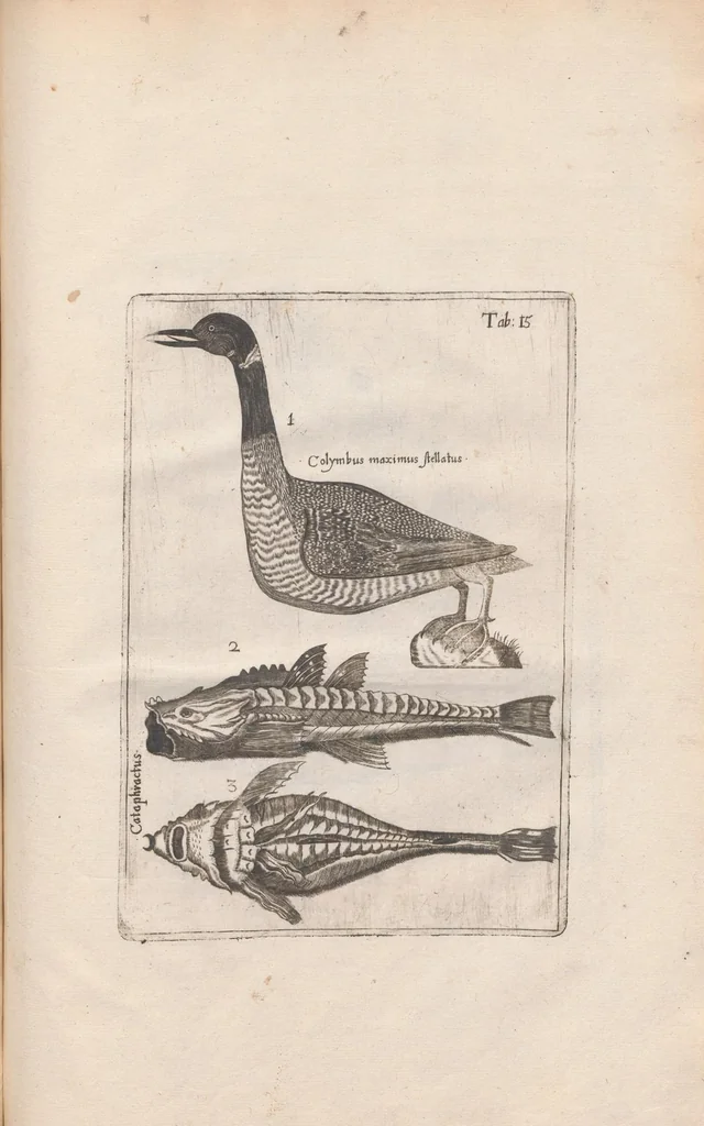 An illustration from Scotia illustrata sive Prodromus historiæ naturalis in quo regionis natura, incolarum ingenia & mores, morbi iisque medendi methodus, & medicina indigena accurratè explicantur ..., 1684, leaf 375