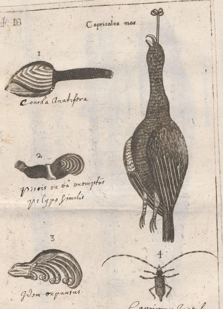 An illustration from Scotia illustrata sive Prodromus historiæ naturalis in quo regionis natura, incolarum ingenia & mores, morbi iisque medendi methodus, & medicina indigena accurratè explicantur ..., 1684, leaf 381