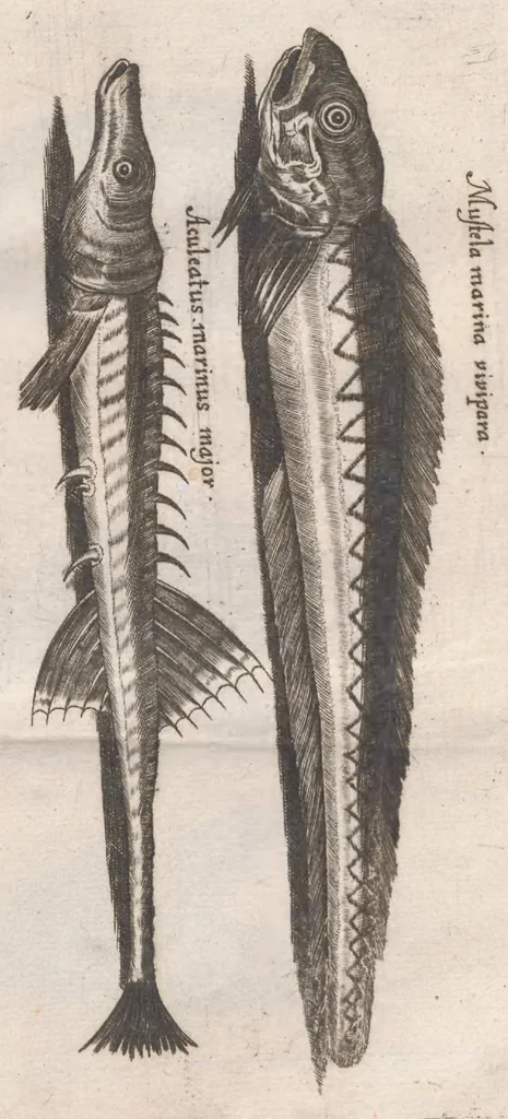 An illustration from Scotia illustrata sive Prodromus historiæ naturalis in quo regionis natura, incolarum ingenia & mores, morbi iisque medendi methodus, & medicina indigena accurratè explicantur ..., 1684, leaf 383