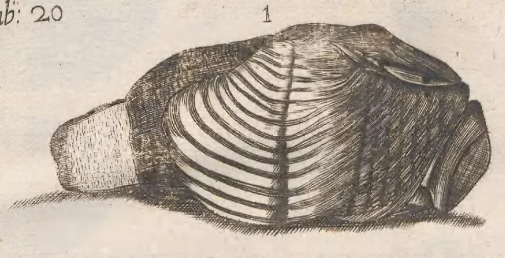 An illustration from Scotia illustrata sive Prodromus historiæ naturalis in quo regionis natura, incolarum ingenia & mores, morbi iisque medendi methodus, & medicina indigena accurratè explicantur ..., 1684, leaf 385
