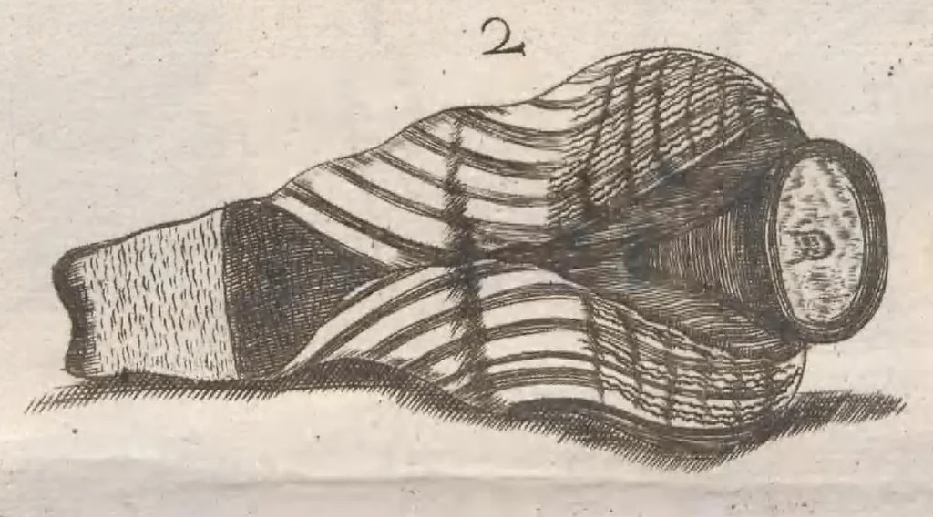 An illustration from Scotia illustrata sive Prodromus historiæ naturalis in quo regionis natura, incolarum ingenia & mores, morbi iisque medendi methodus, & medicina indigena accurratè explicantur ..., 1684, leaf 385