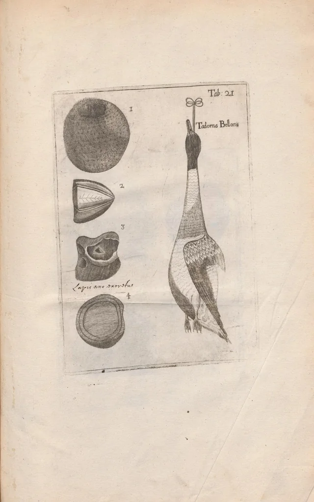An illustration from Scotia illustrata sive Prodromus historiæ naturalis in quo regionis natura, incolarum ingenia & mores, morbi iisque medendi methodus, & medicina indigena accurratè explicantur ..., 1684, leaf 387