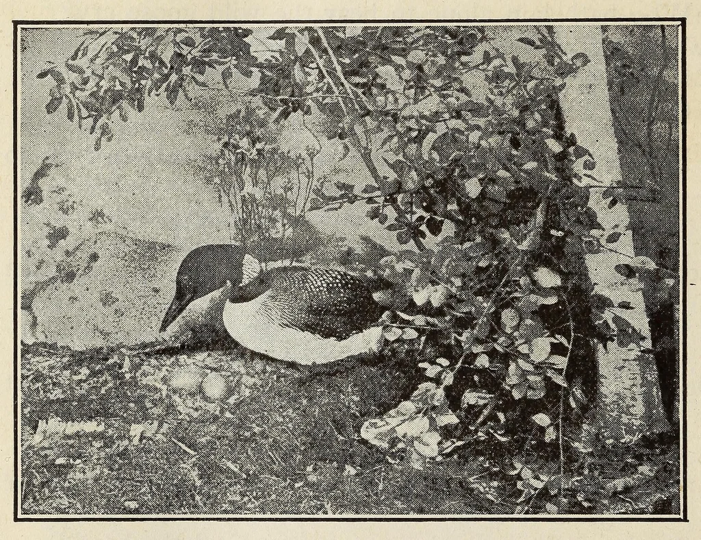 An illustration from Scouting for girls; official handbook of the Girl scouts, 1920, leaf 396