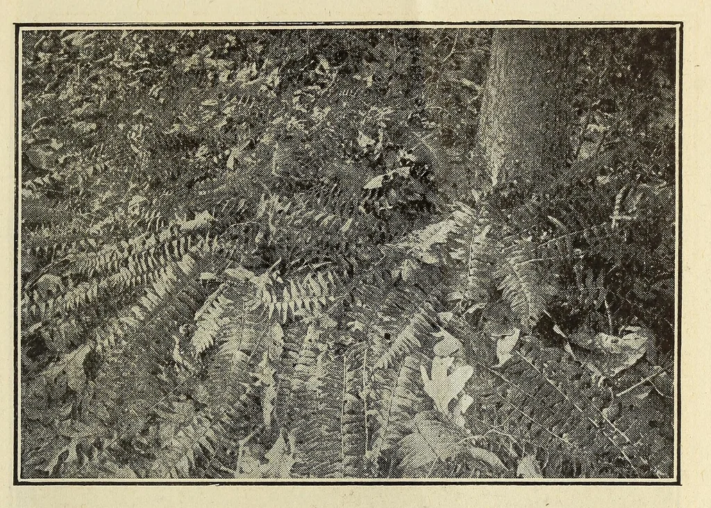 An illustration from Scouting for girls; official handbook of the Girl scouts, 1920, leaf 413
