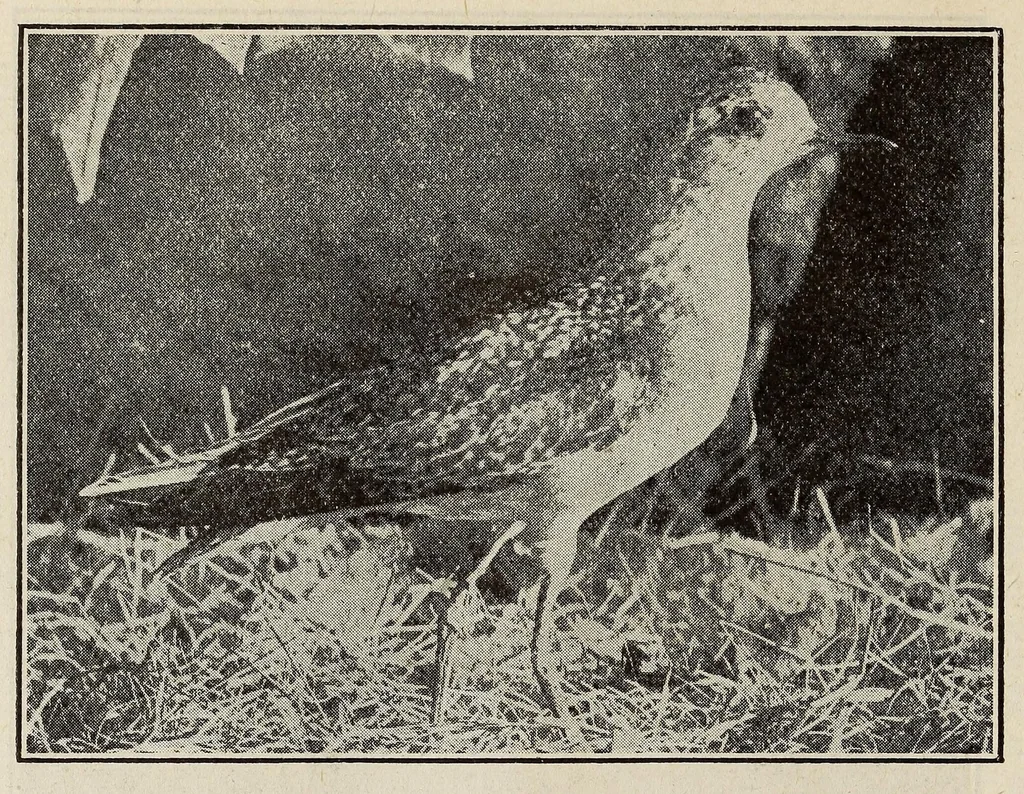An illustration from Scouting for girls; official handbook of the Girl scouts, 1920, leaf 438