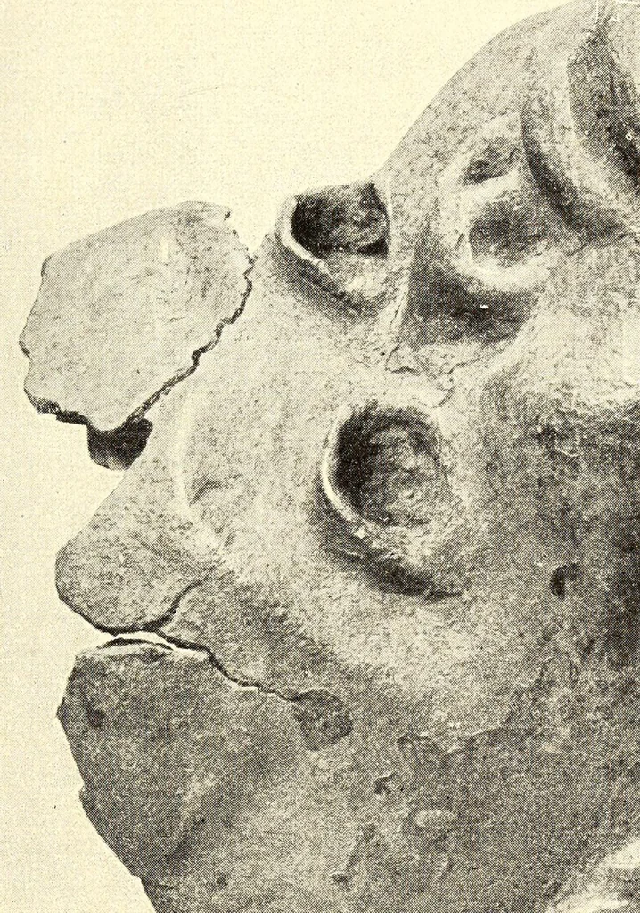 An illustration from Scultura africana : con uno studio critico, 1900, leaf 43