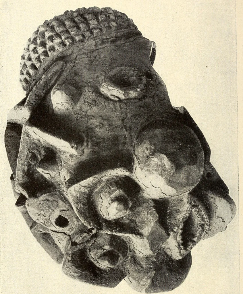 An illustration from Scultura africana : con uno studio critico, 1900, leaf 48
