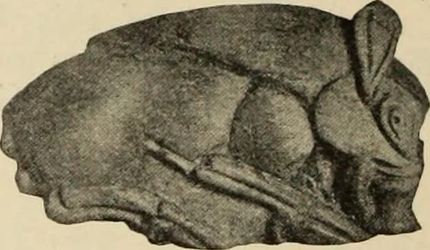An illustration from Scythians and Greeks : a survey of ancient history and archaeology on the north coast of the Euxine from the Danube to the Caucasus, 1913, leaf 317