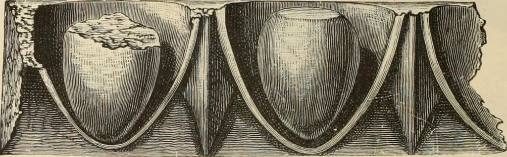 An illustration from Scythians and Greeks : a survey of ancient history and archaeology on the north coast of the Euxine from the Danube to the Caucasus, 1913, leaf 385