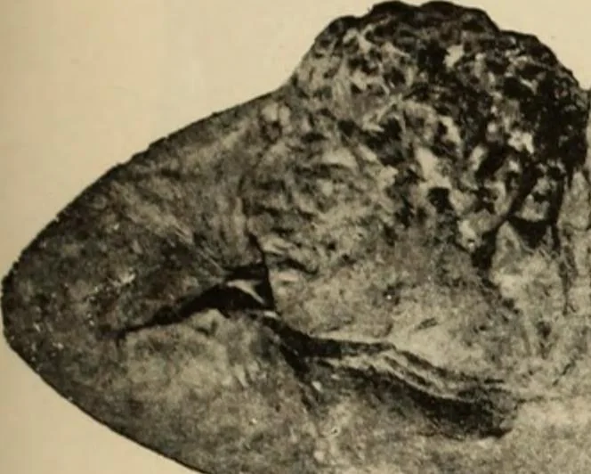 An illustration from Scythians and Greeks : a survey of ancient history and archaeology on the north coast of the Euxine from the Danube to the Caucasus, 1913, leaf 428