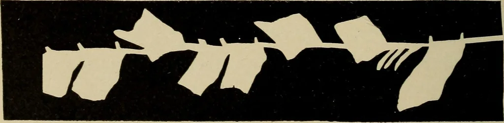 An illustration from Seat work and industrial occupations; a practical course for primary grades, 1905, leaf 119
